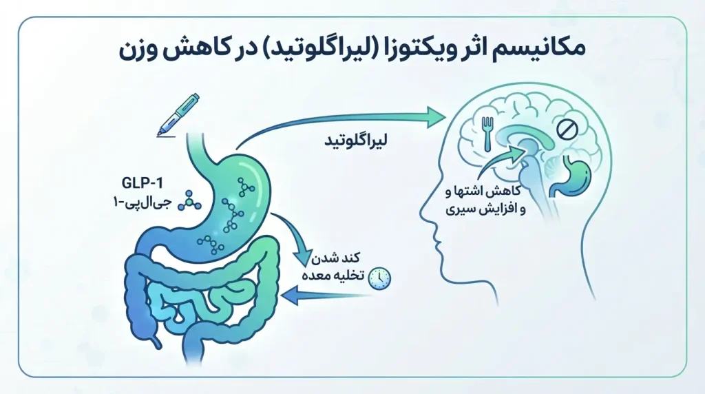 آمپول ویکتوزا برای لاغری | عوارض، قیمت و نحوه تزریق کامل 3 اینفوگرافیک فارسی مکانیسم عملکرد آمپول ویکتوزا در کاهش وزن و کنترل اشتها