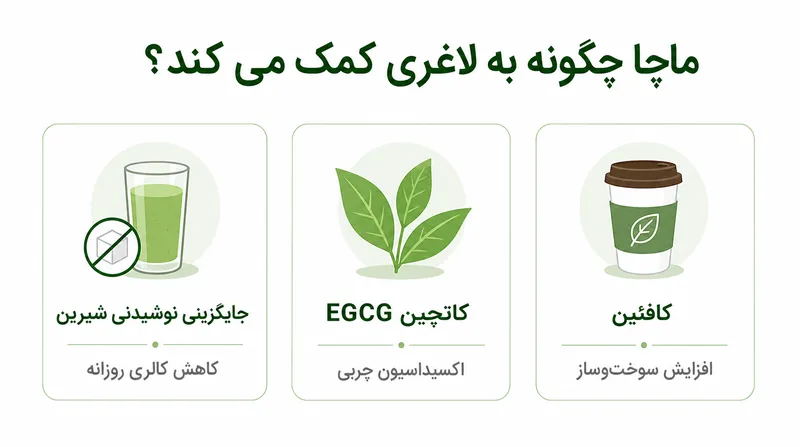 اینفوگرافیک خواص ماچا برای لاغری؛ کافئین، کاتچین EGCG و کاهش کالری روزانه